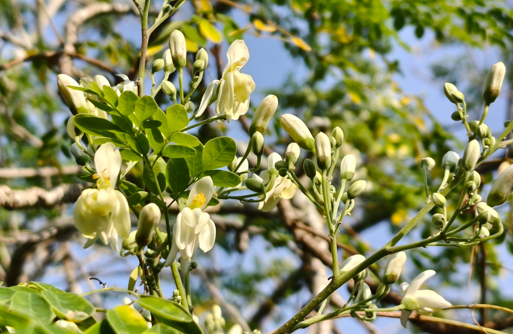 tisane moringa bienfaits