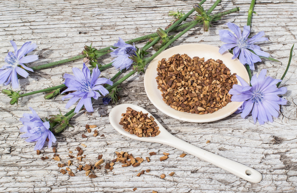 infusion de chicorée